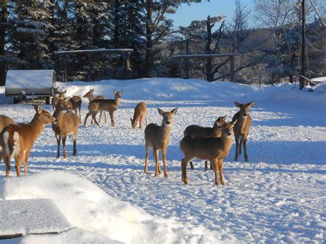 pittston farm|Maine’s Pittston Farm: An Oasis in the Big Wilderness